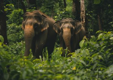 Kerala Wildlife Safari Tours