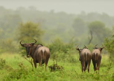Kerala wildlife safari tours
